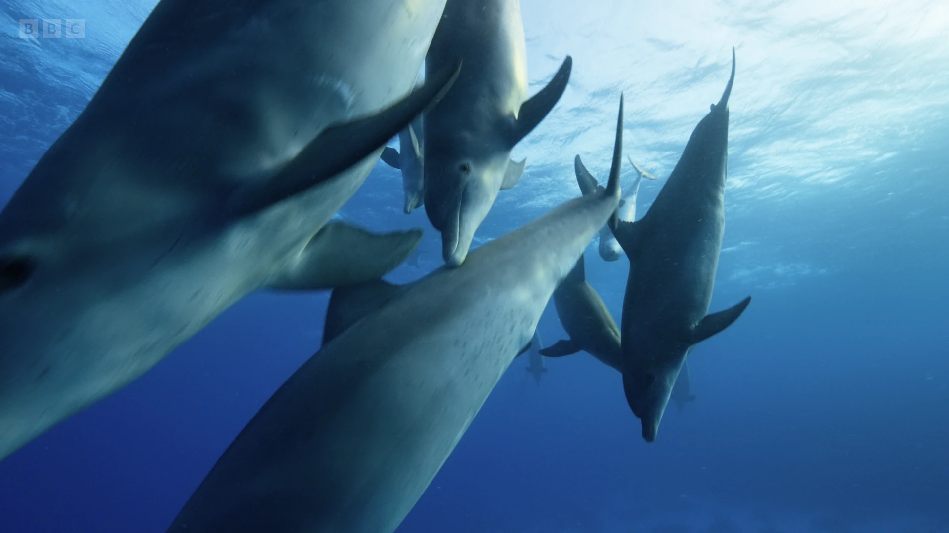 Common bottlenose dolphin (Tursiops truncatus truncatus) as shown in A Perfect Planet - Humans